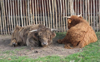 Les animaux de la Ferme, que d’histoires !