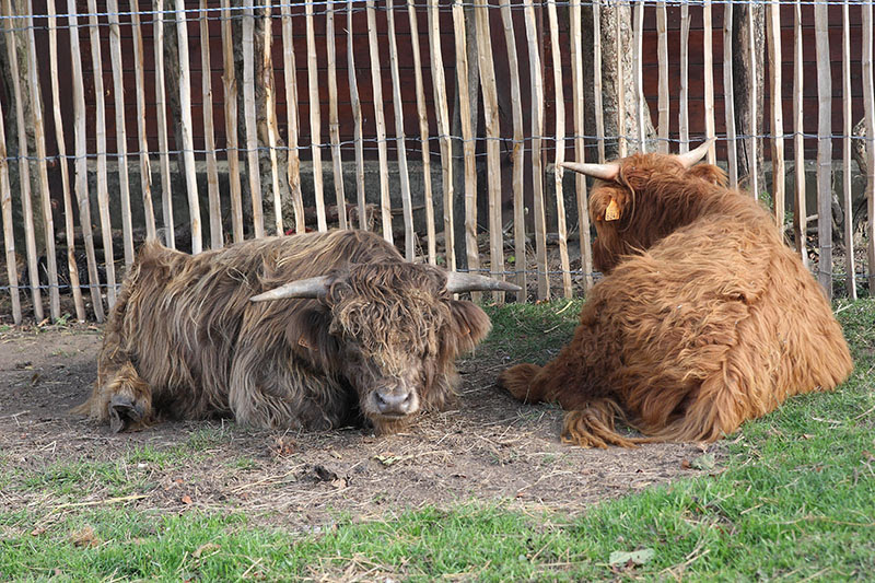 Les animaux de la Ferme, que d’histoires !