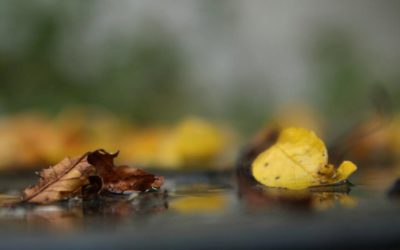 Les feuilles mortes se ramassent à la pelle…