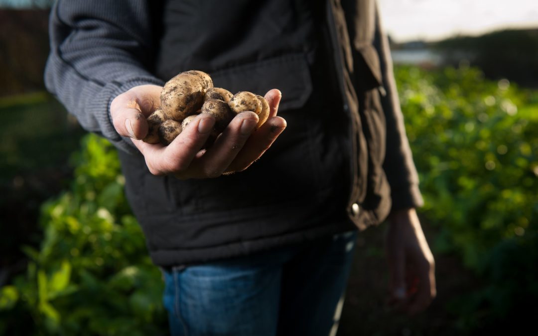 Il est temps de penser à planter vos pommes de terre, échalottes et oignons…
