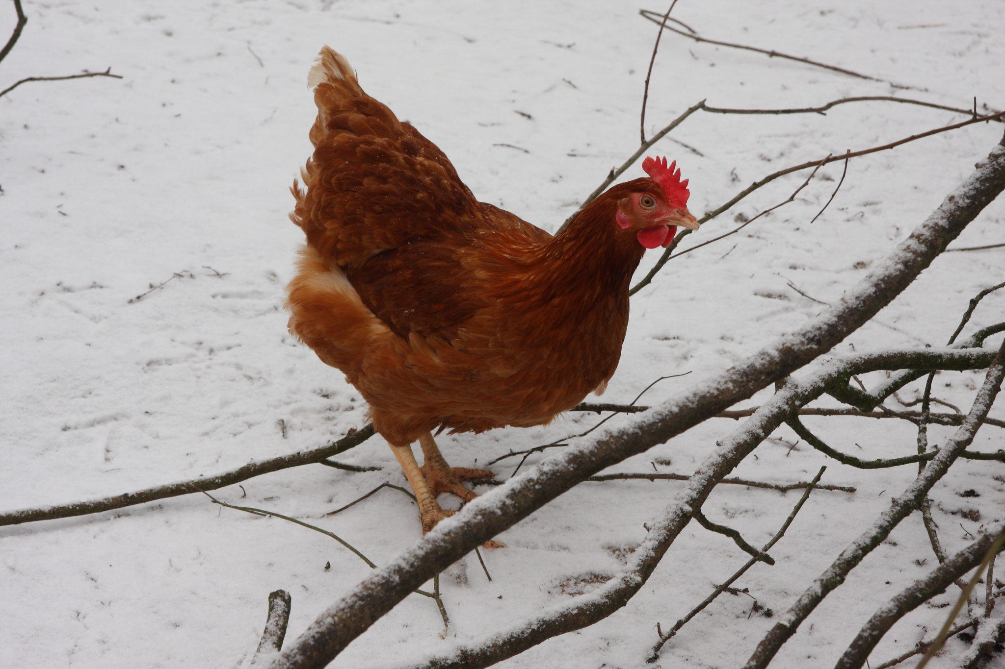 04-blog poule neige 001