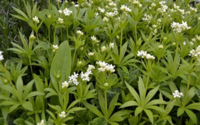 L’aspérule odorante : le petit secret du « Maitrank » d’Arlon