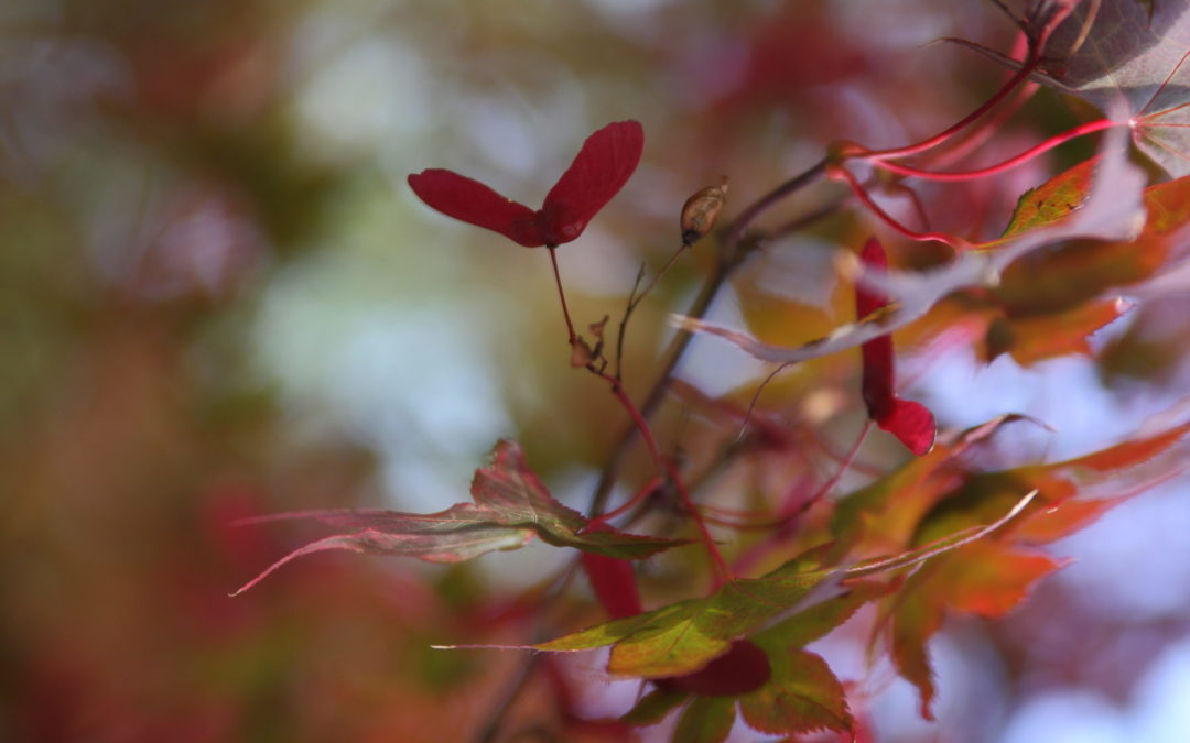 SAVEURS D’AUTOMNE