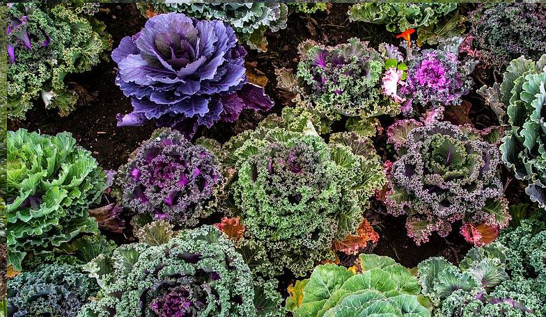 Les ateliers des jardins de Pomone