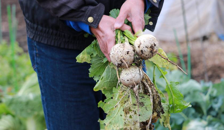 LES ATELIERS DES JARDINS DE POMONE