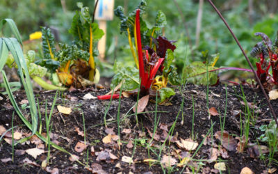 LA REPRISE DES ATELIERS DES JARDINS DE POMONE