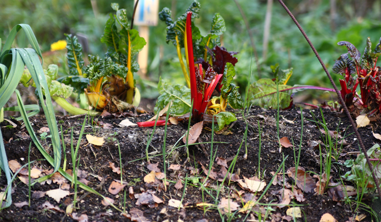 LA REPRISE DES ATELIERS DES JARDINS DE POMONE