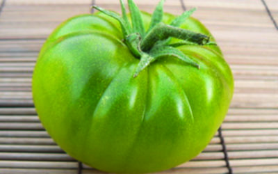 Toxiques, les tomates vertes ?