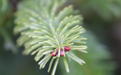 MON BÔ SAPIN !