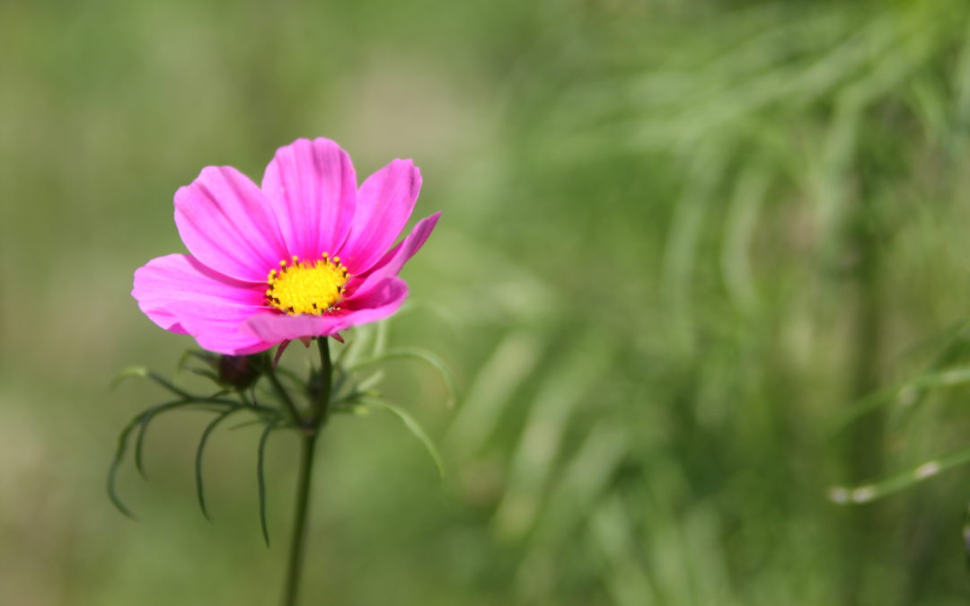 GARDER UN BEAU JARDIN …