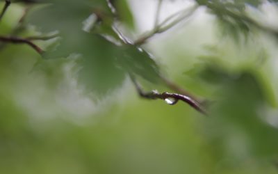 QUE FAIRE AU JARDIN ?