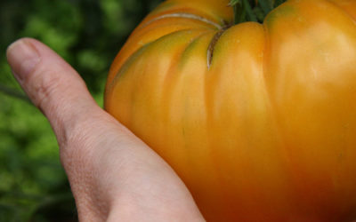 LE CONCOURS DE LA PLUS GROSSE TOMATE !