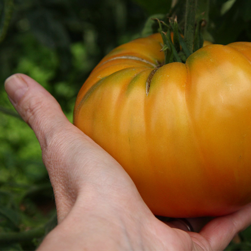 LE CONCOURS DE LA PLUS GROSSE TOMATE !