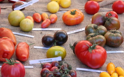 Le Brussels Tomato Festival 2021 APPROCHE…