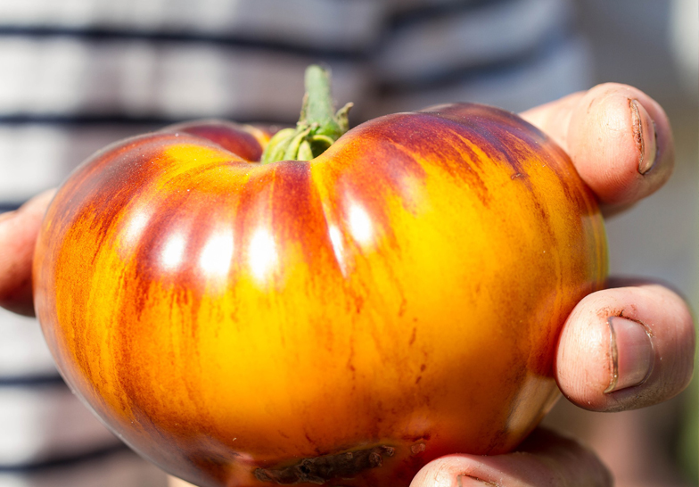 LE BRUSSELS TOMATO FESTIVAL, TOUT UN PROGRAMME !