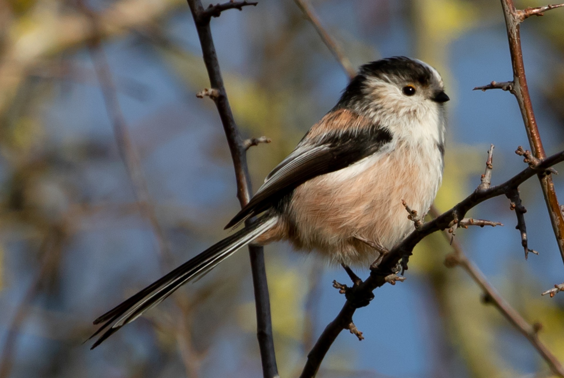 long-tailed-tit-4769449_1920