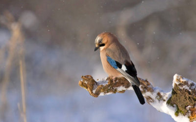 LE CHEMIN DES OISEAUX