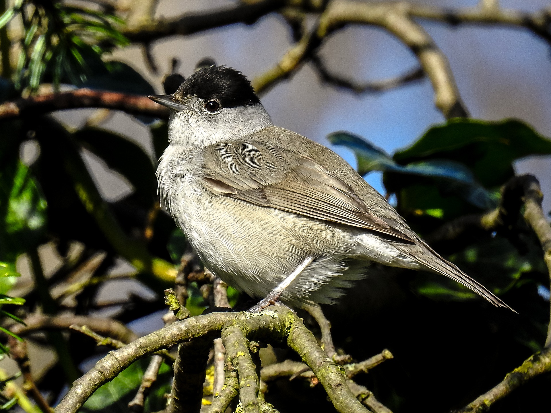warbler-6566551_1920