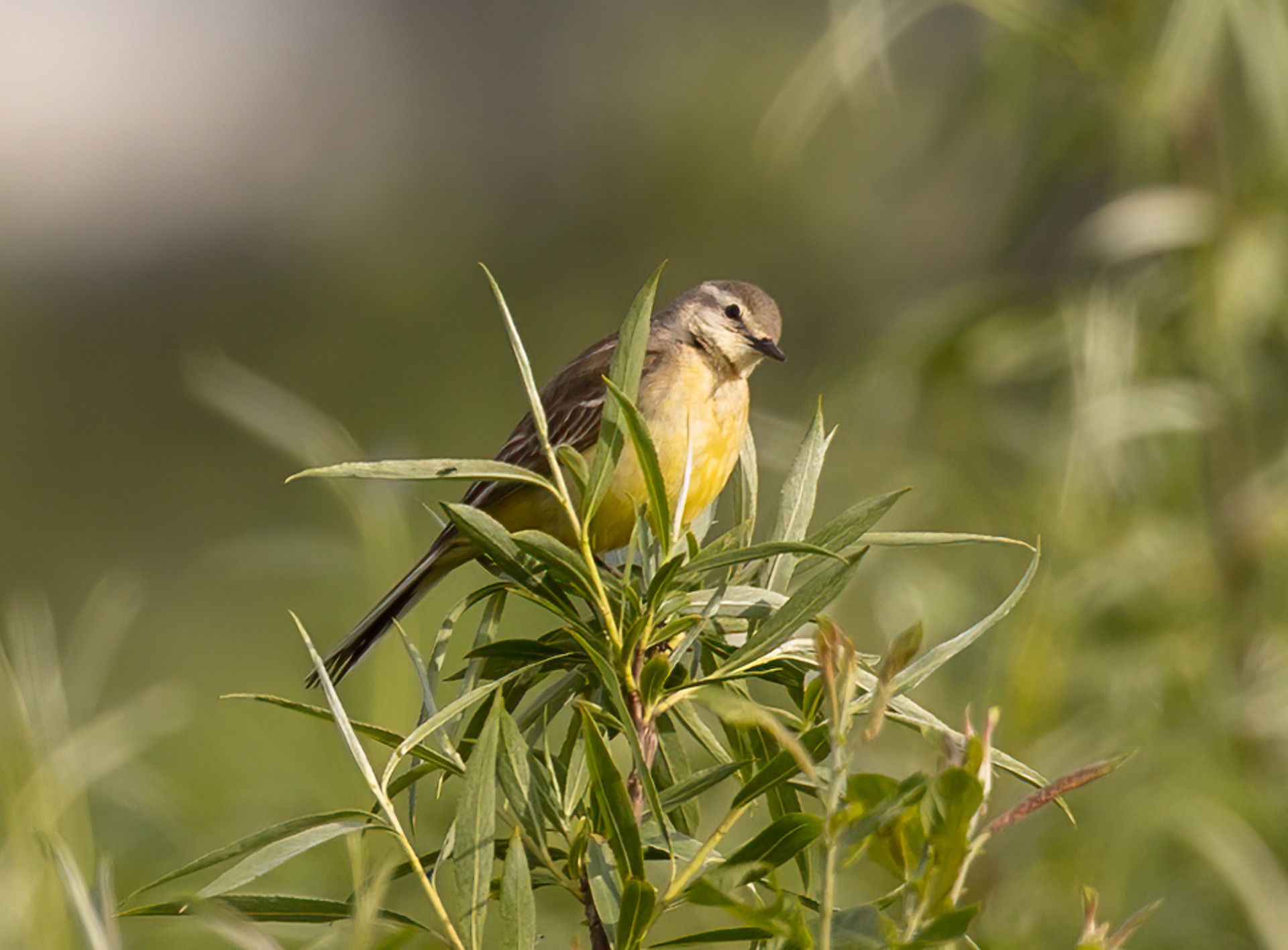 yellow-wagtail-6302202_1920