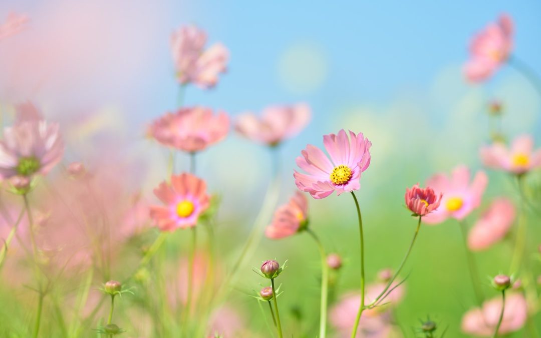 Les activités de la foire du jardin naturel