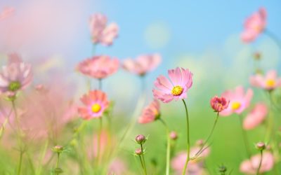 Les activités de la foire du jardin naturel