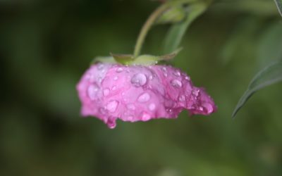 EN ATTENDANT LA PLUIE …