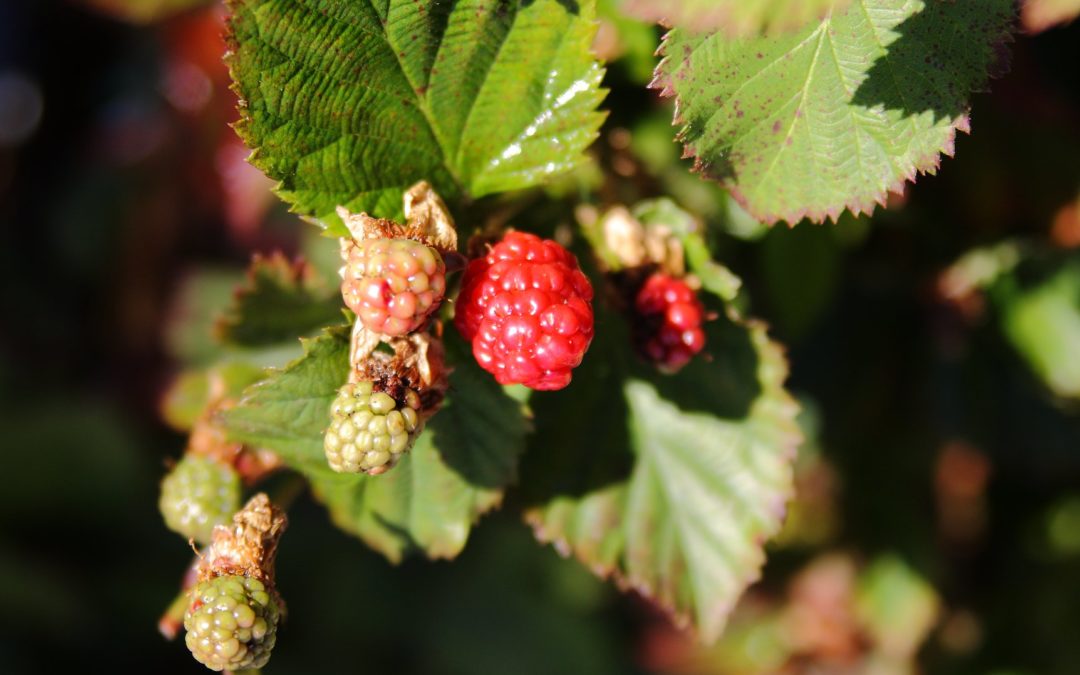 ON FRAMBOISE ?