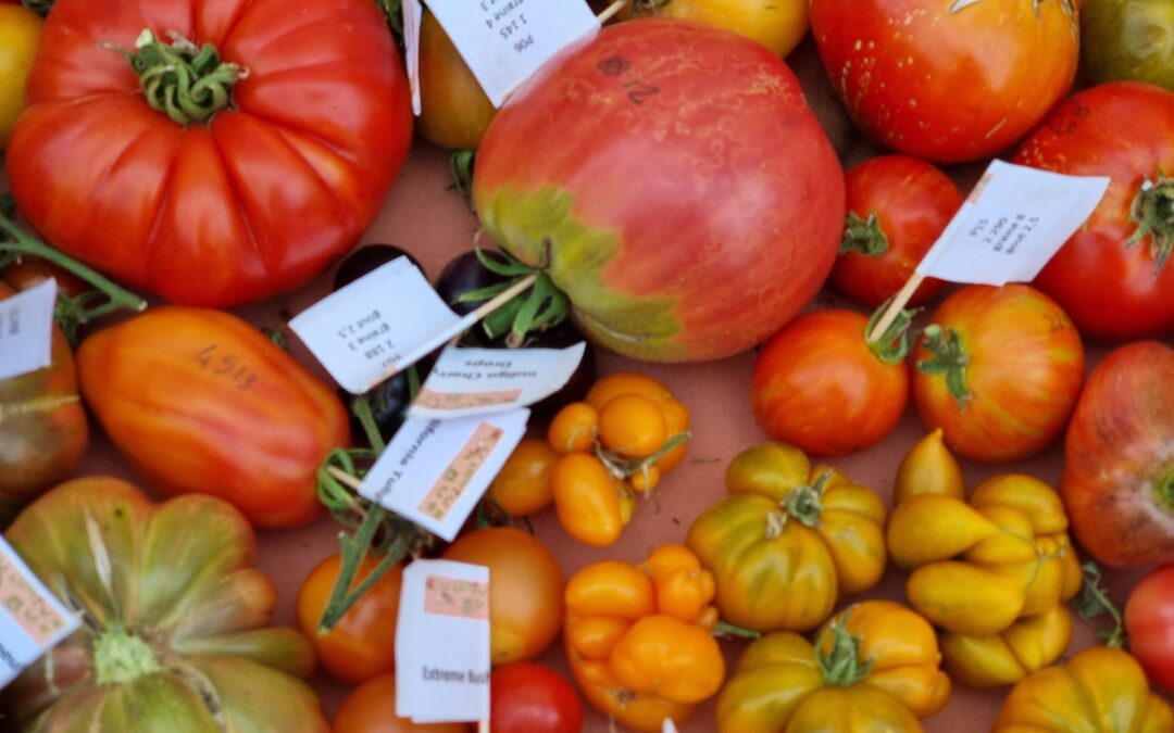 RETOURS TOMATÉS